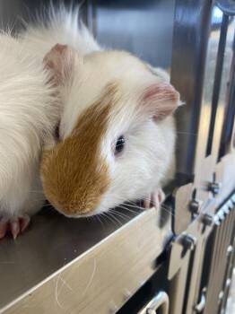 Rescue Guinea Pig Guinea Pigs for Adoption in Chula Vista, California - A265614 | PetCurious